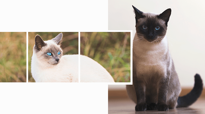 сиамская порода кошек, самые красивые породы кошек фото с названиями