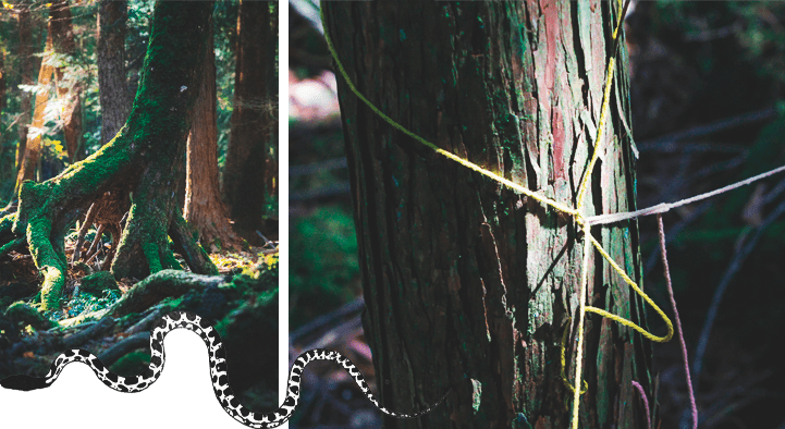 лес самоубийц, аокигахара япония 