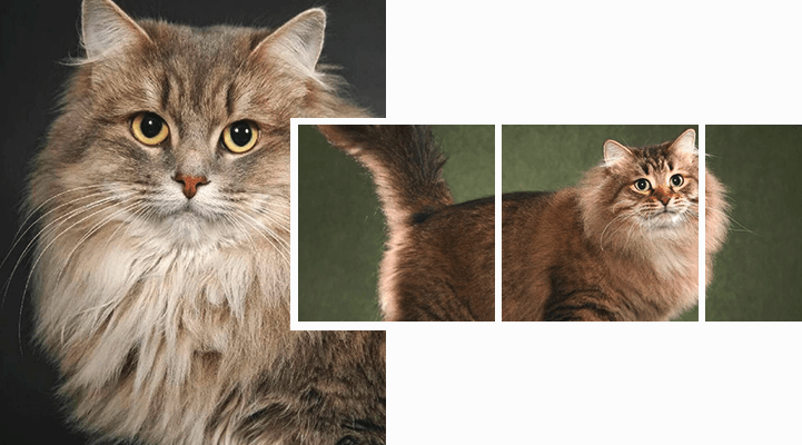 сибирская кошка фото